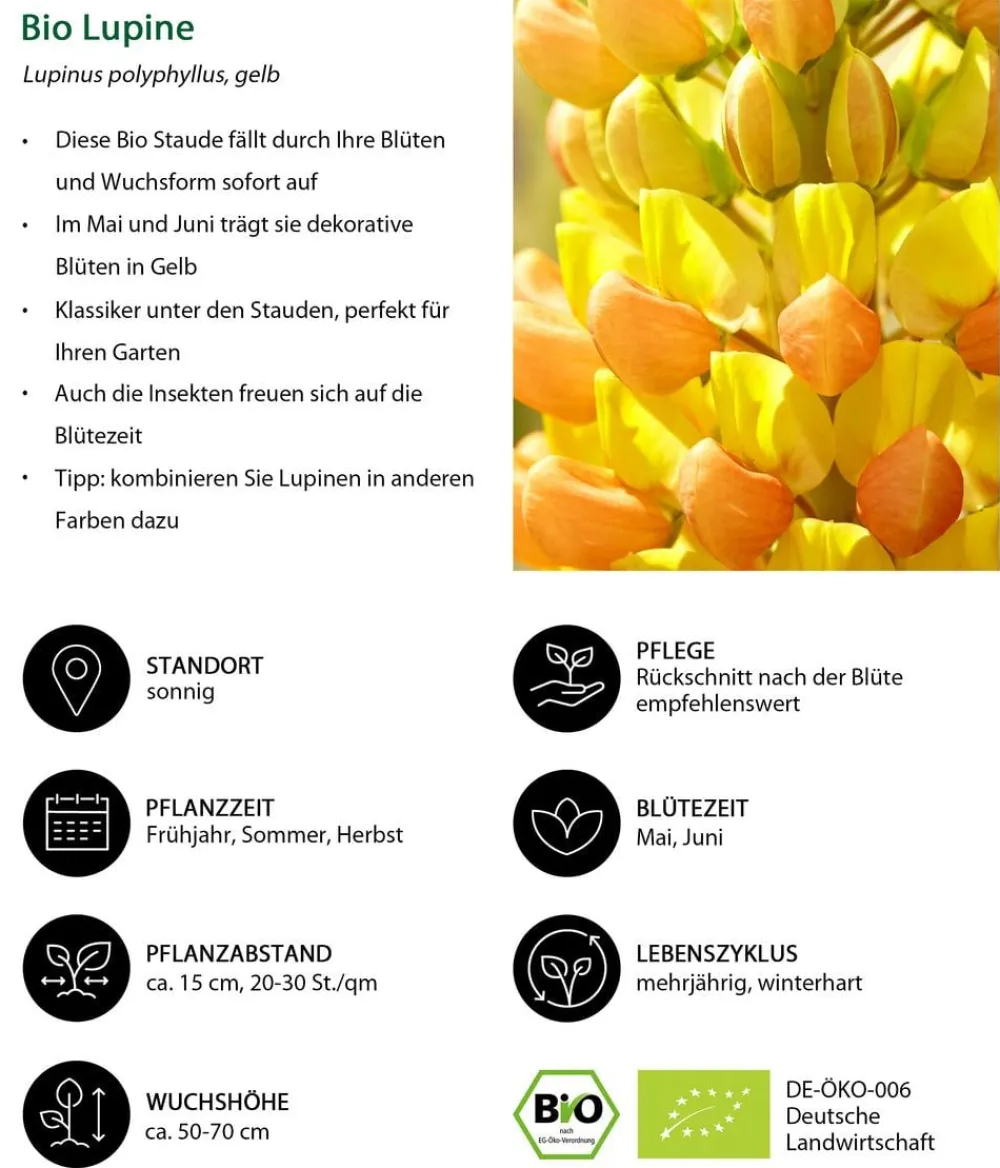 Dehner Bio Bio Lupine, Gelb Sale