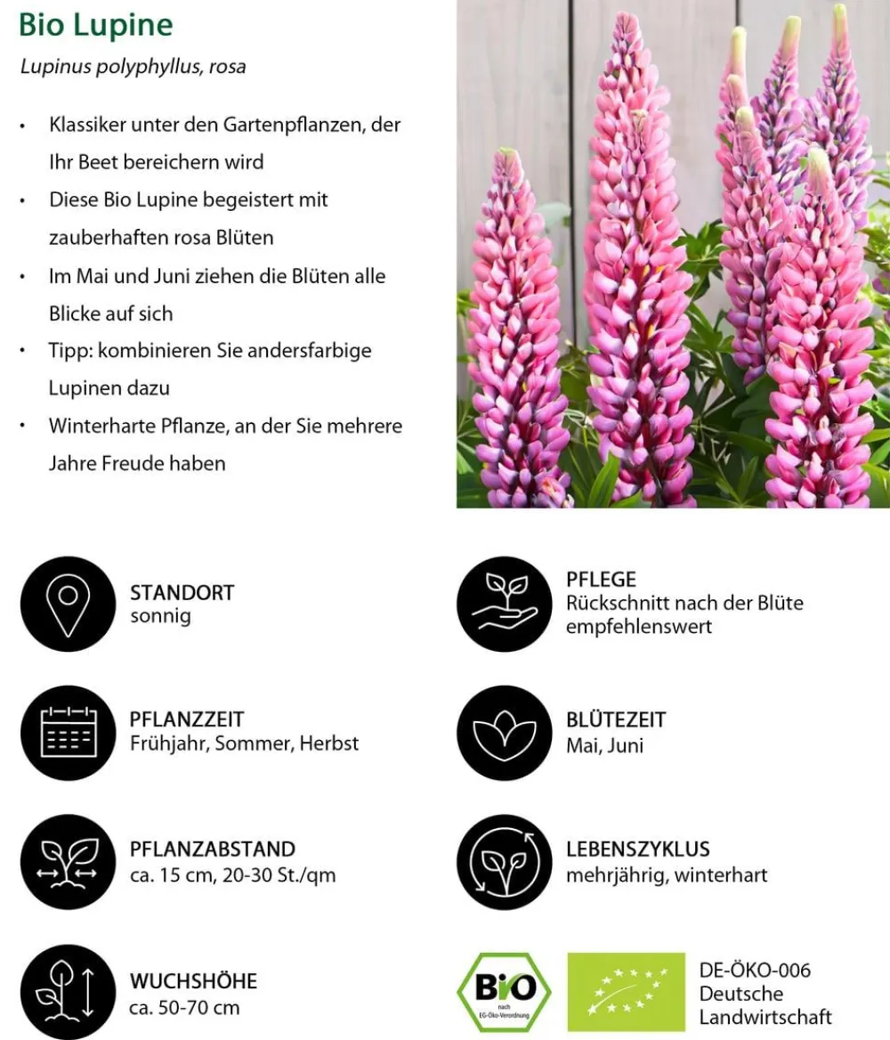 Dehner Bio Bio Lupine, Rosa Hot