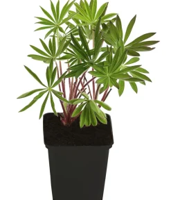Dehner Bio Bio Lupine, Rosa Hot