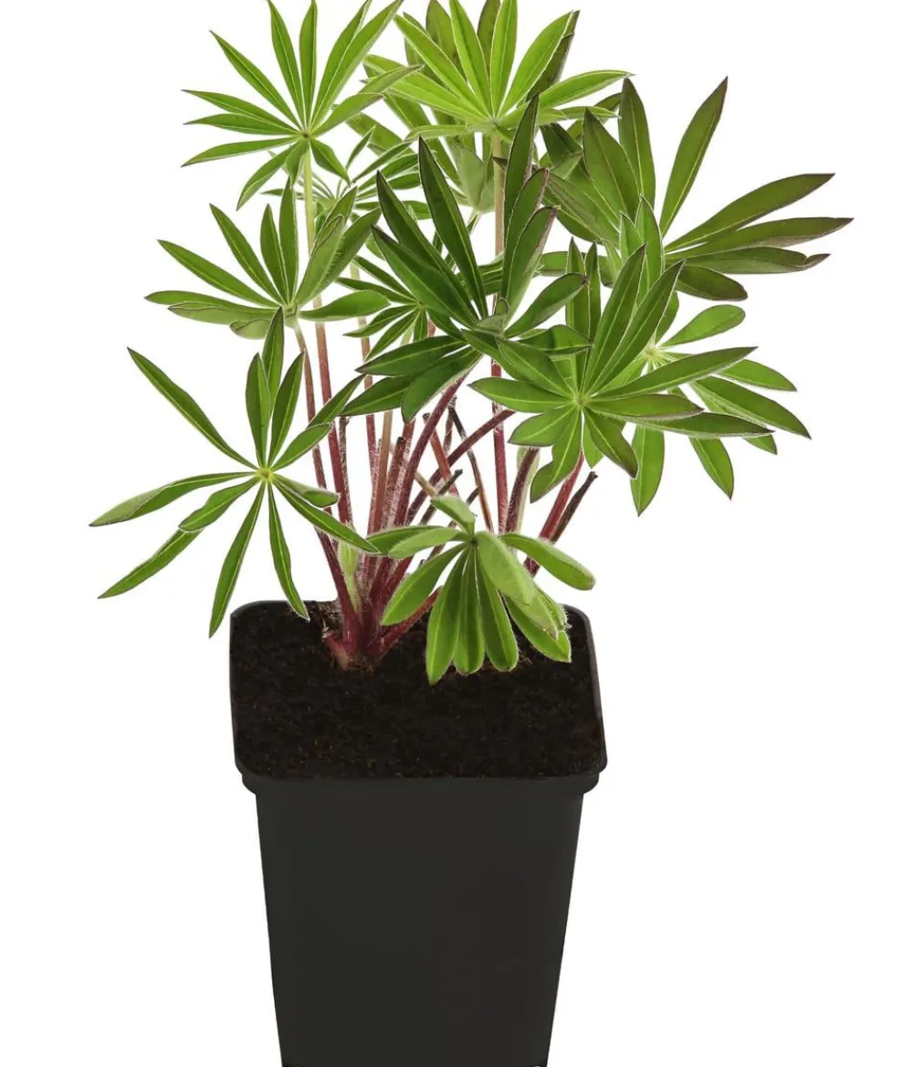 Dehner Bio Bio Lupine, Rosa Hot