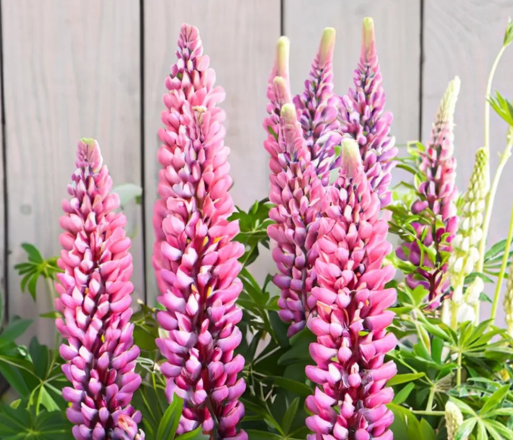 Dehner Bio Bio Lupine, Rosa Hot