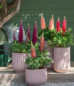 Dehner Bio Bio Lupine, Rosa Hot