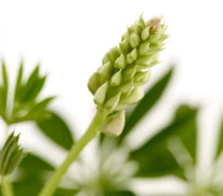 Dehner Bio Sommerstauden|Bio Stauden > Bio Lupine,
