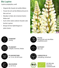Dehner Bio Bio Lupine, Weiß Hot