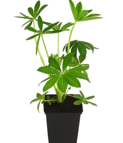 Dehner Bio Bio Lupine, Weiß Hot