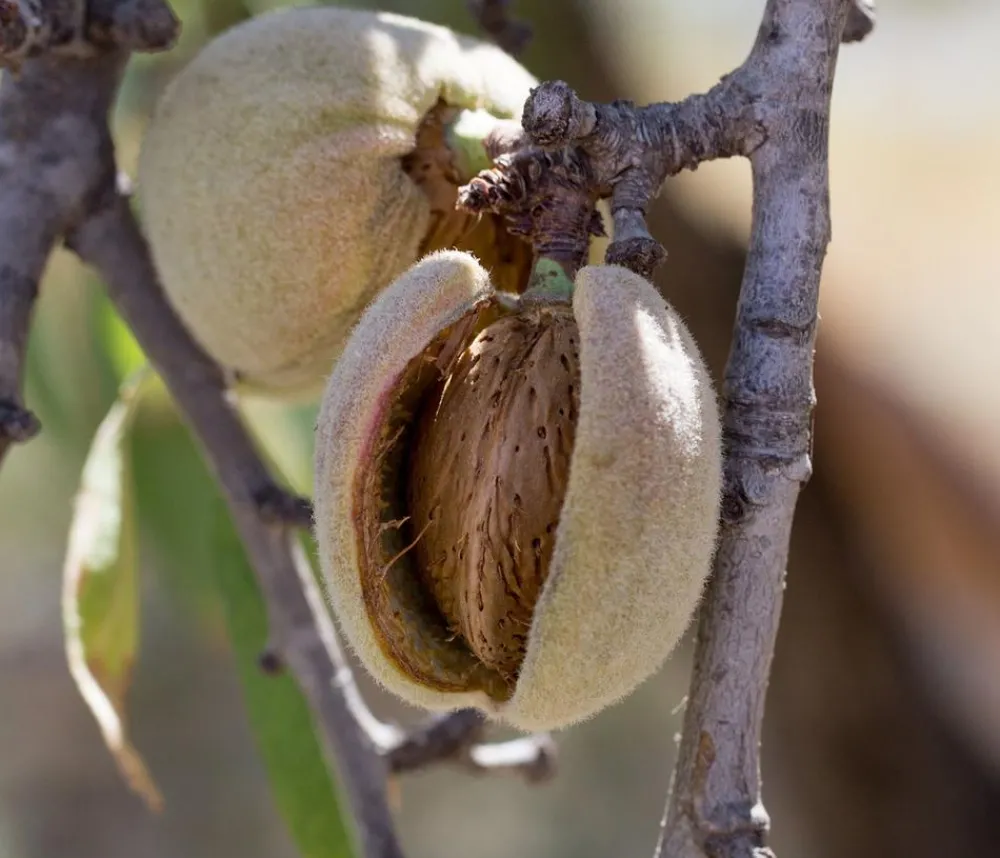 Dehner Bio Nüsse & Besondere Obstbäume|Bio-Obstbäume > Bio Mandelbaum 'Robijn'