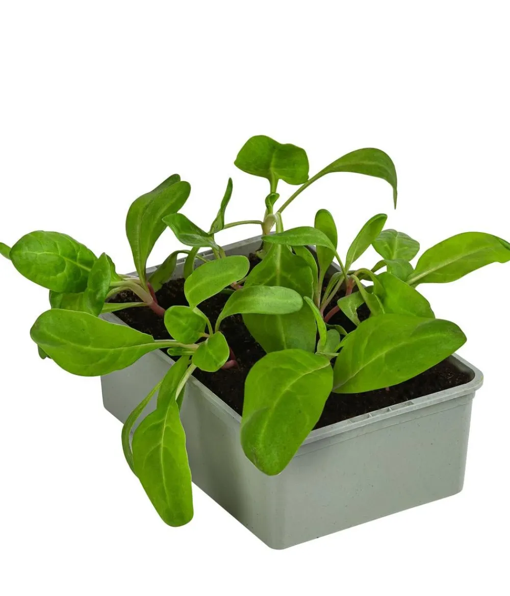 Dehner Bio Gartengemüse|Bio-Gemüsepflanzen > Bio Mangold, 6er Schale