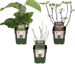 Dehner Bio Beeren-Sets|Bio-Obststräucher - Bio Maulbeer-Feigen-Kiwi-Set Sommerobst, 3-teilig