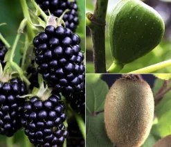 Dehner Bio Beeren-Sets|Bio-Obststräucher - Bio Maulbeer-Feigen-Kiwi-Set Sommerobst, 3-teilig