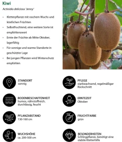Dehner Bio Beeren-Sets|Bio-Obststräucher - Bio Maulbeer-Feigen-Kiwi-Set Sommerobst, 3-teilig
