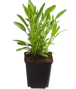 Dehner Bio Bio Mädchenauge Gelb Sale
