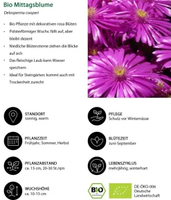 Dehner Bio Bio Mittagsblume Pink Sale
