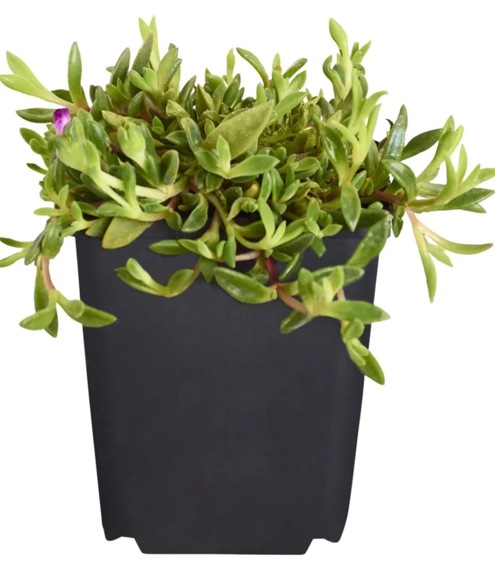Dehner Bio Bio Mittagsblume Pink Sale