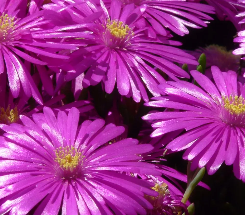 Dehner Bio Bio Mittagsblume Pink Sale