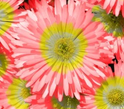 Dehner Bio Steingartenstauden|Garten-Raritäten > Bio Mittagsblume 'Wheels of Wonder® Fire Wonder'