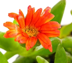 Dehner Bio Steingartenstauden|Garten-Raritäten > Bio Mittagsblume 'Wheels of Wonder® Fire Wonder'