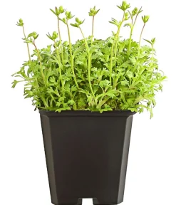 Dehner Bio Bio Moos-Steinbrech, Weiß Outlet
