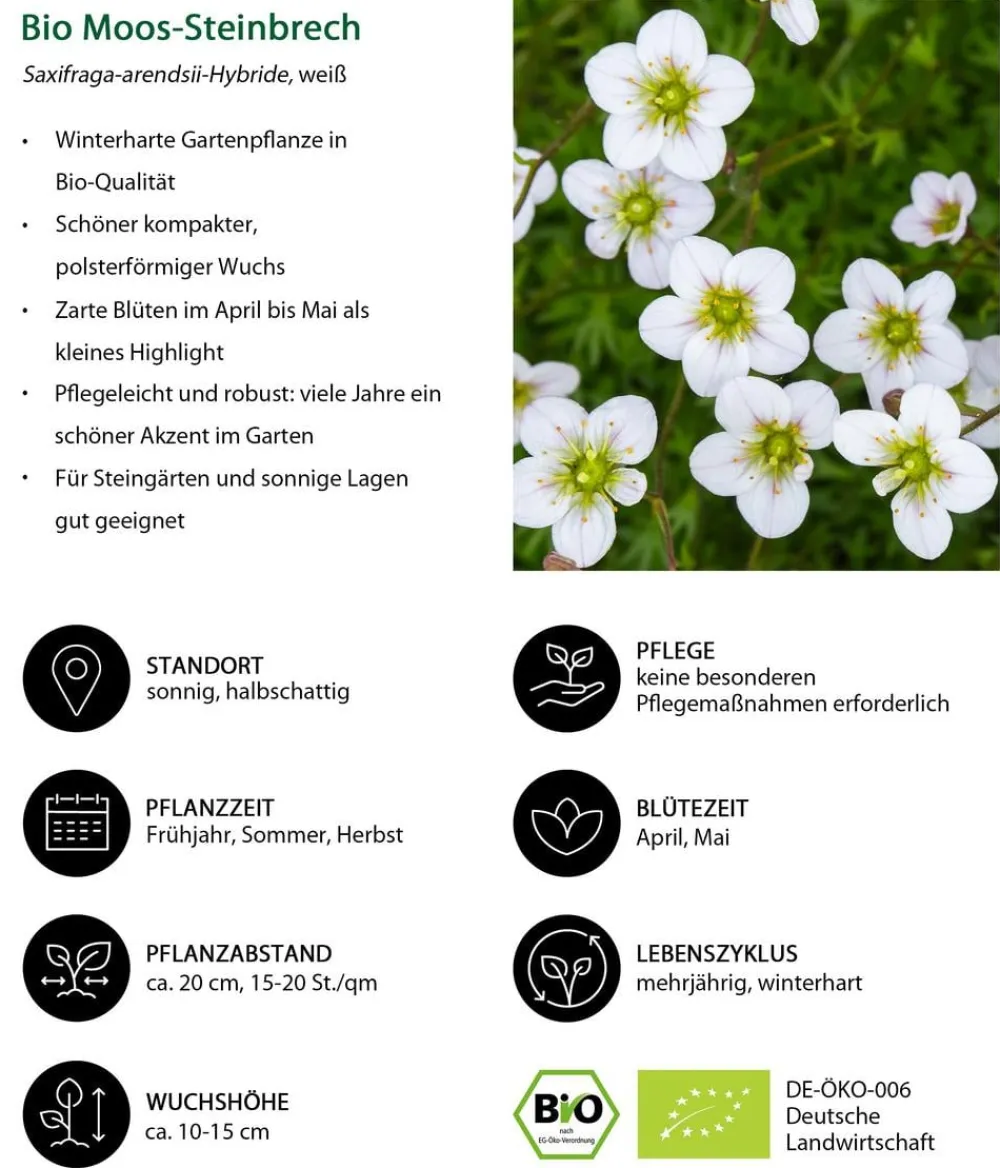 Dehner Bio Bio Moos-Steinbrech, Weiß Outlet