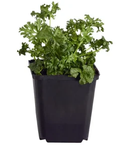 Dehner Bio Sommerstauden|Bio Stauden - Bio Moschus-Malve Rosa