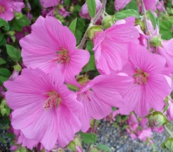 Dehner Bio Sommerstauden|Bio Stauden - Bio Moschus-Malve Rosa