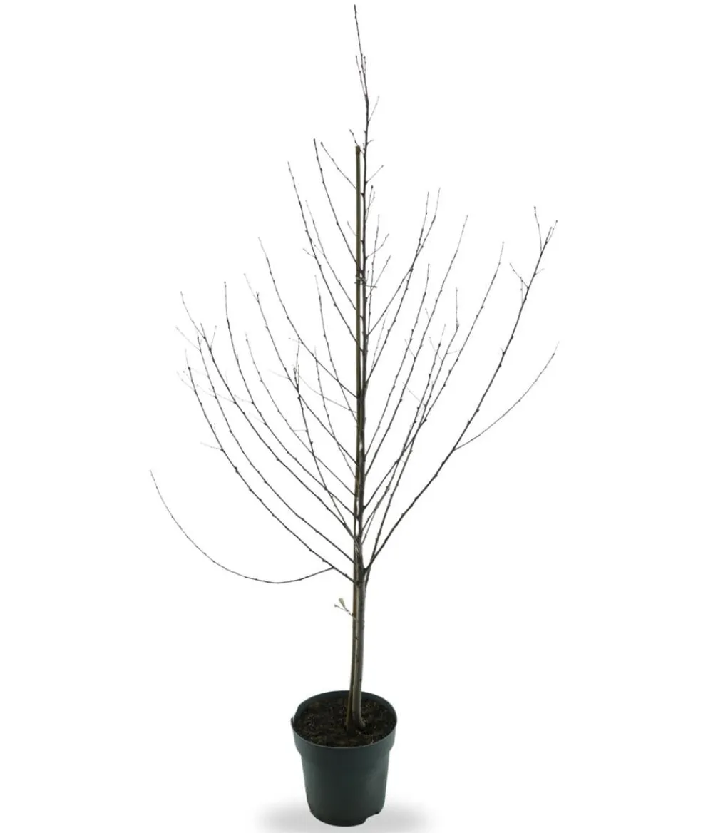 Dehner Bio Bio Nektarine 'Nectared', Landlust Kollektion Best
