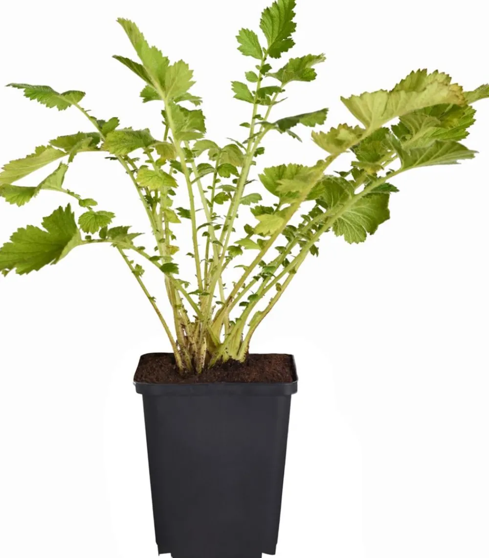 Dehner Bio Bio Nelkenwurz 'Lady Stratheden' Gelb Sale