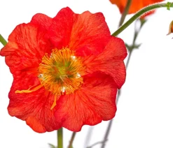 Dehner Bio Sommerstauden|Bio Stauden - Bio Nelkenwurz 'Mrs. Bradshaw' Rot