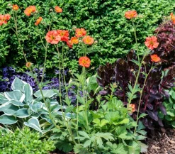 Dehner Bio Sommerstauden|Bio Stauden - Bio Nelkenwurz 'Mrs. Bradshaw' Rot