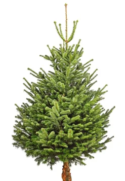 Dehner Bio Koniferen > Bio Nordmann-Tanne, ca. 150-200 cm, gesägt
