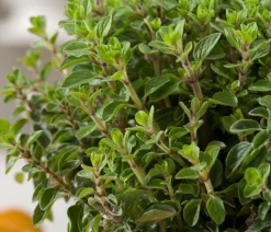 Dehner Bio Bio-Kräuter|Garten- & Heilkräuter > Bio Oregano