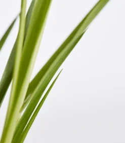 Dehner Bio Gräser|Bio Stauden - Bio Pampasgras 'Rosea' Zartrosa