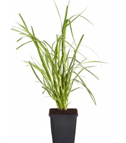 Dehner Bio Gräser|Bio Stauden - Bio Pampasgras 'Rosea' Zartrosa