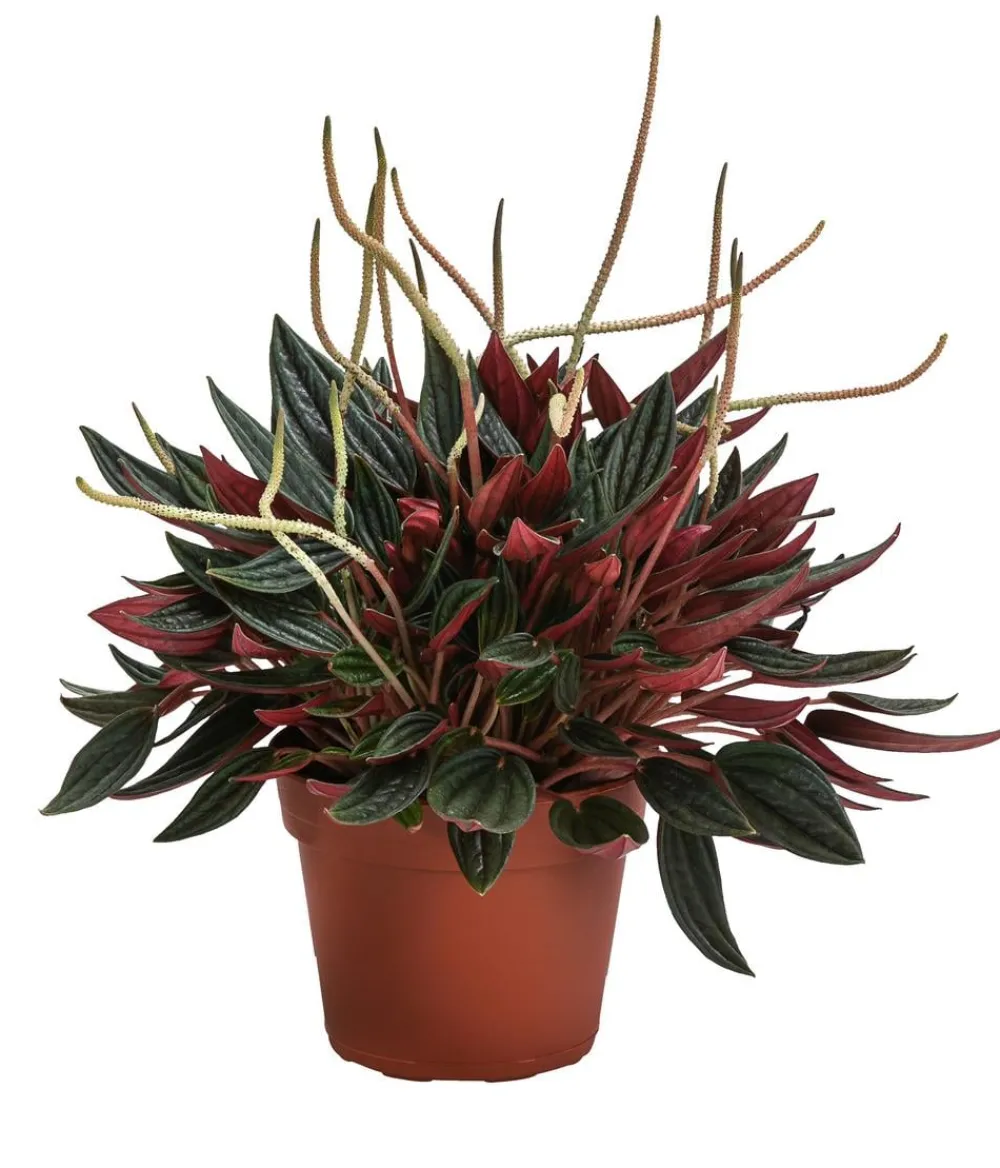 Bioland Bio Peperomie - Peperomia caperata 'Rosso' Sale