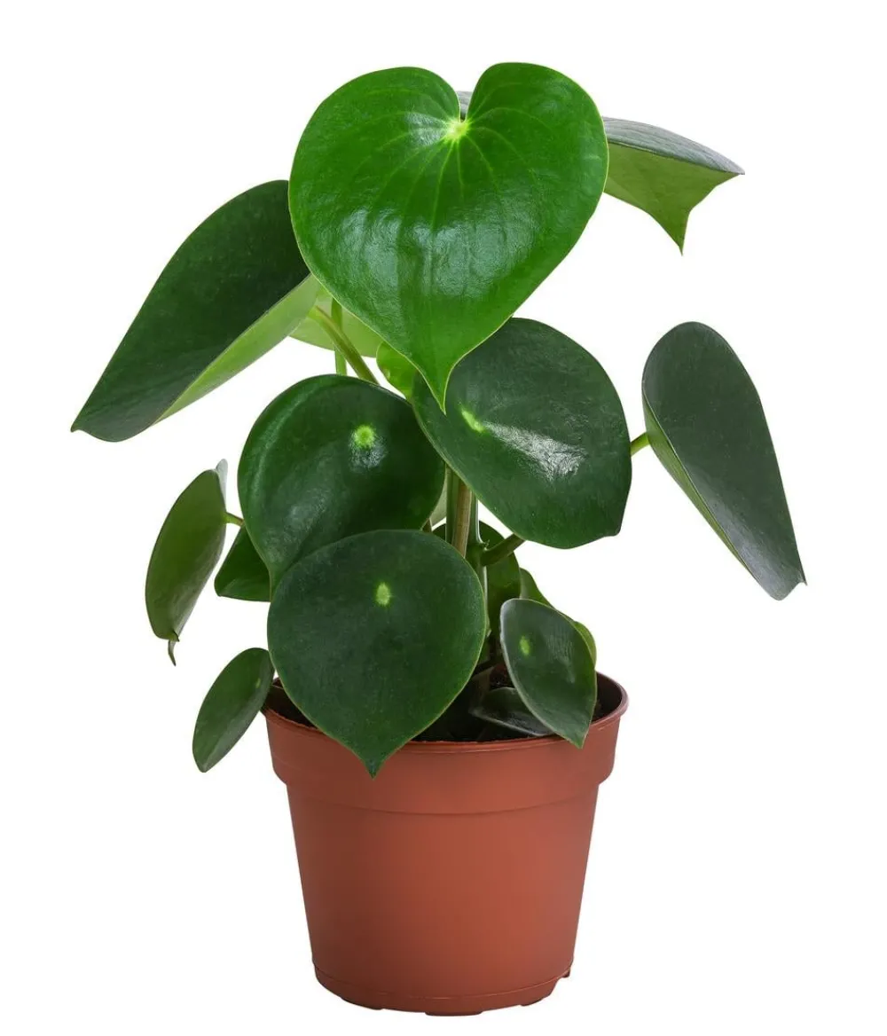 Bioland Grünpflanzen|Bio-Zimmerpflanzen - Bio Peperomie - Peperomia polybotrya Grün