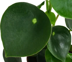 Bioland Grünpflanzen|Bio-Zimmerpflanzen - Bio Peperomie - Peperomia polybotrya Grün