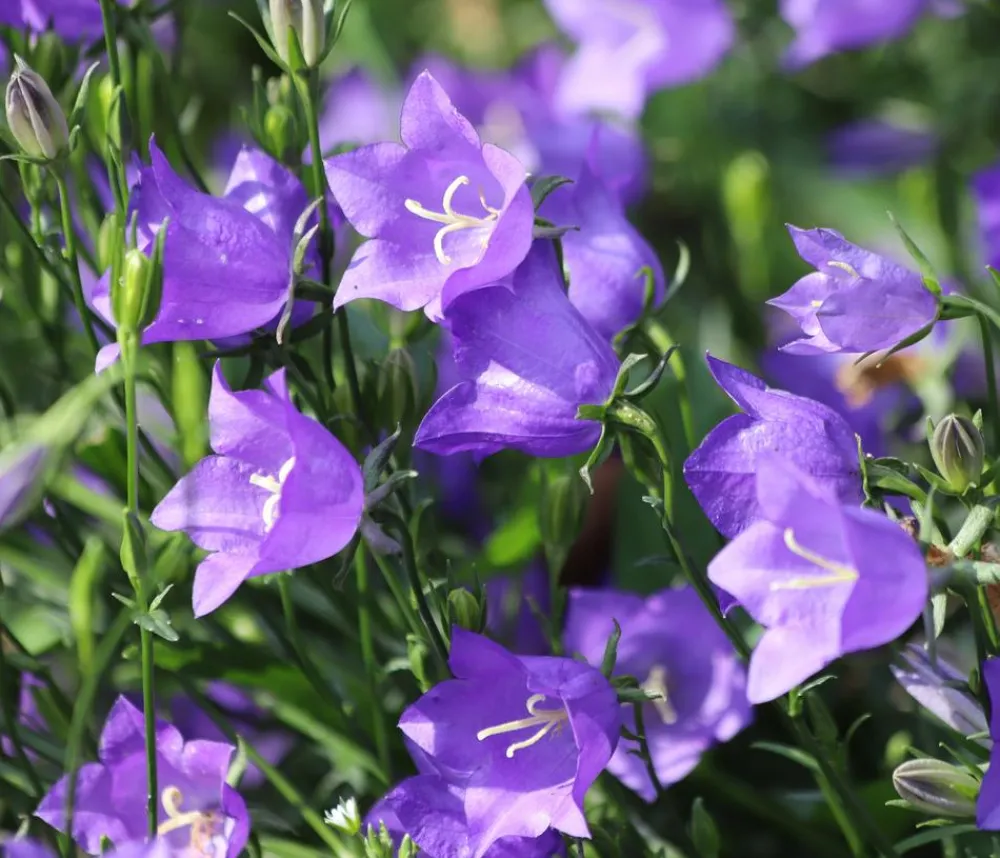 Dehner Bio Sommerstauden|Bio Stauden > Bio Pfirsichblättrige Glockenblume