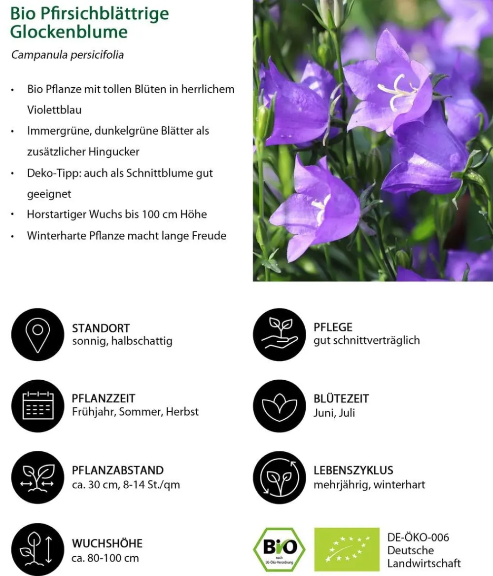 Dehner Bio Sommerstauden|Bio Stauden > Bio Pfirsichblättrige Glockenblume