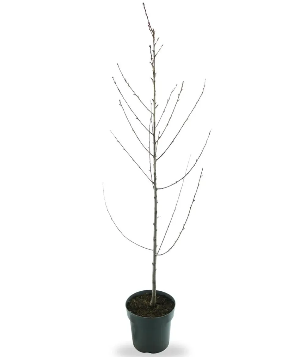 Dehner Bio Bio-Obstbäume|Aprikosen- & Pfirsichbäume > Bio Pfirsich 'Suncrest', Landlust Kollektion