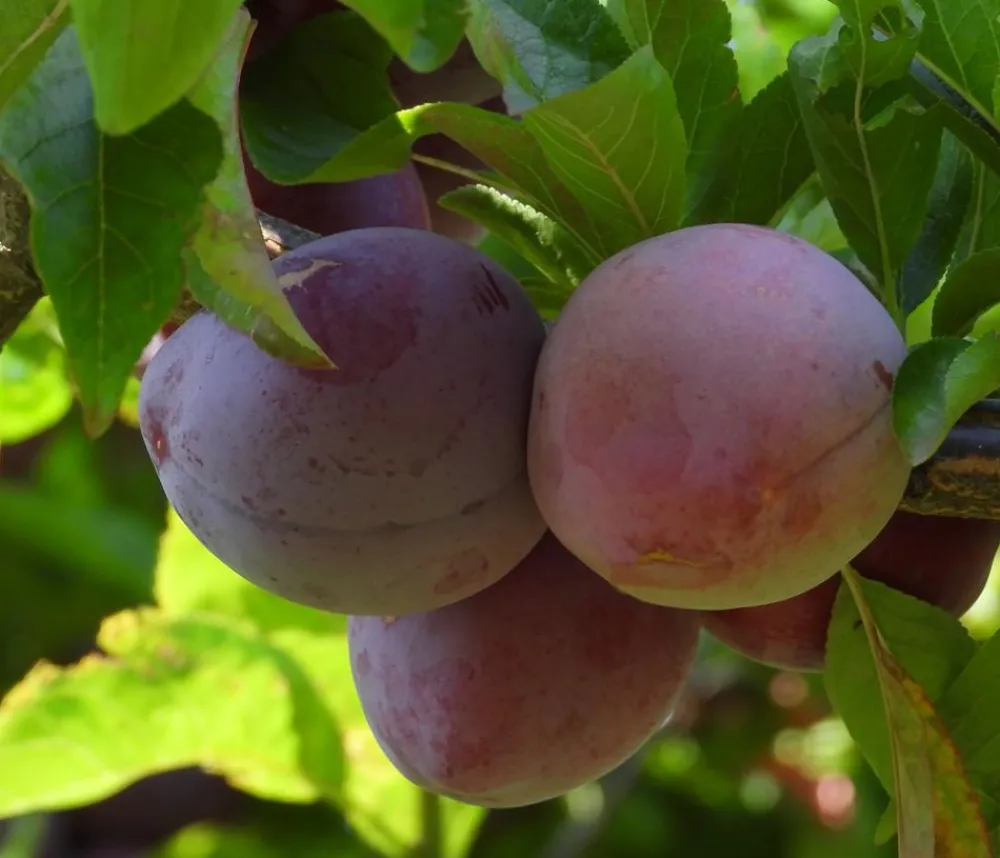 Dehner Bio Obstbäume|Zwetschgen- & Pflaumenbäume > Bio Pflaume 'Opal'