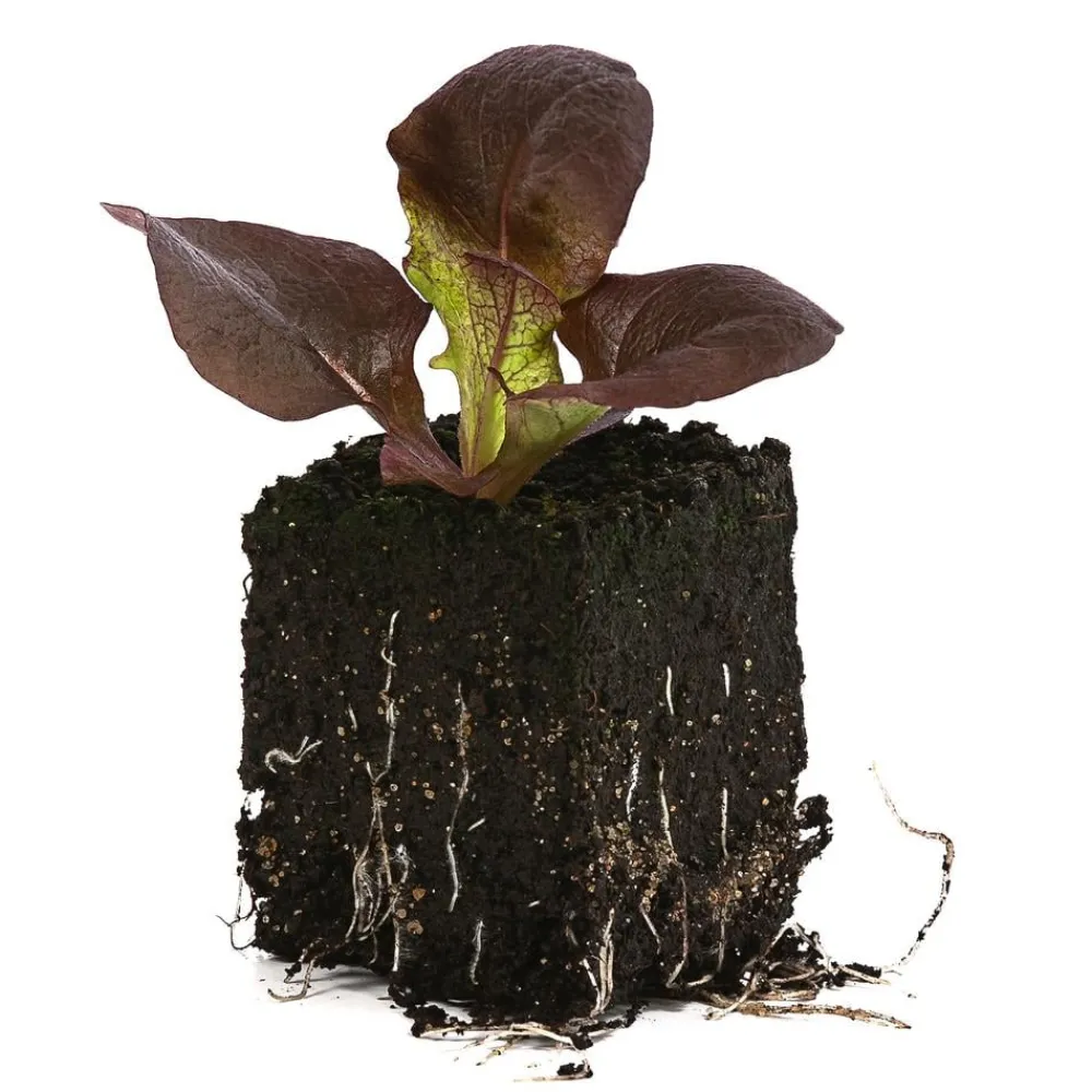 Dehner Bio Gartengemüse|Bio-Gemüsepflanzen > Bio Pflücksalat, 6er Schale