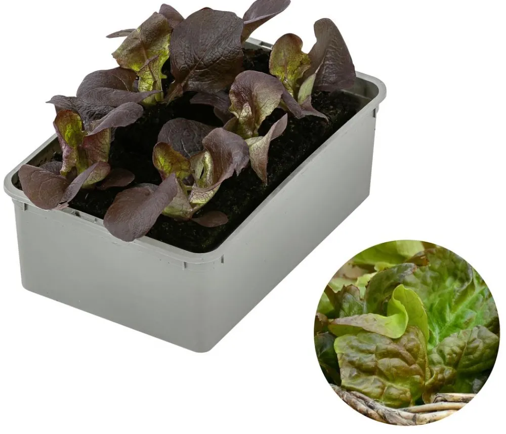 Dehner Bio Gartengemüse|Bio-Gemüsepflanzen > Bio Pflücksalat, 6er Schale