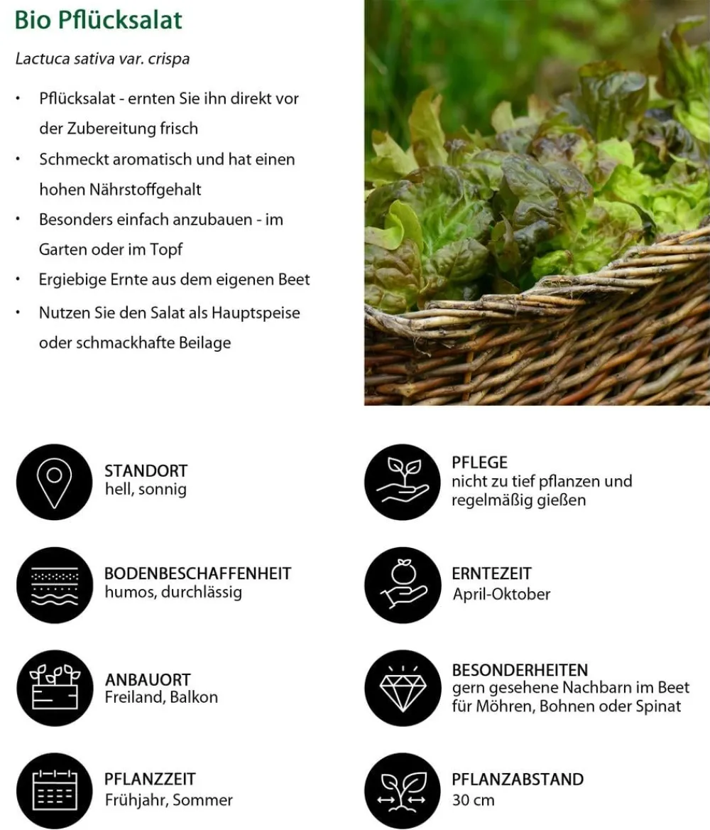 Dehner Bio Gartengemüse|Bio-Gemüsepflanzen > Bio Pflücksalat, 6er Schale