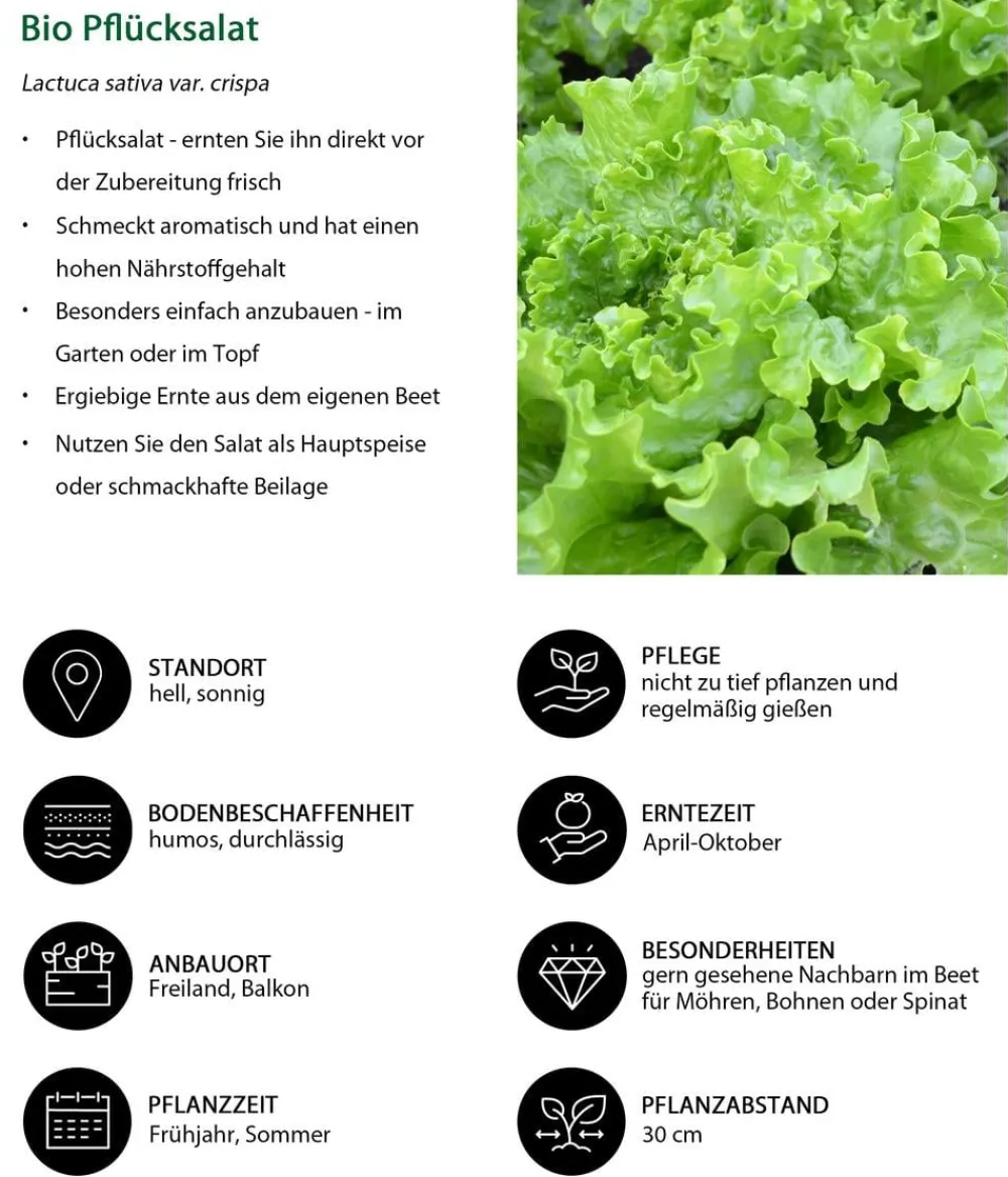 Dehner Bio Bio Pflücksalat, 6er Schale Grün Best