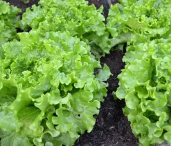 Dehner Bio Bio Pflücksalat, 6er Schale Grün Best