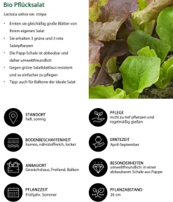 Dehner Bio Bio-Gemüsepflanzen - Bio Pflücksalat in Umweltschale, 6er Schale