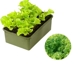 Dehner Bio Bio-Gemüsepflanzen|Kohl- & Salatpflanzen - Bio Pflücksalat 'Lollo Bionda', 6er Schale Grün