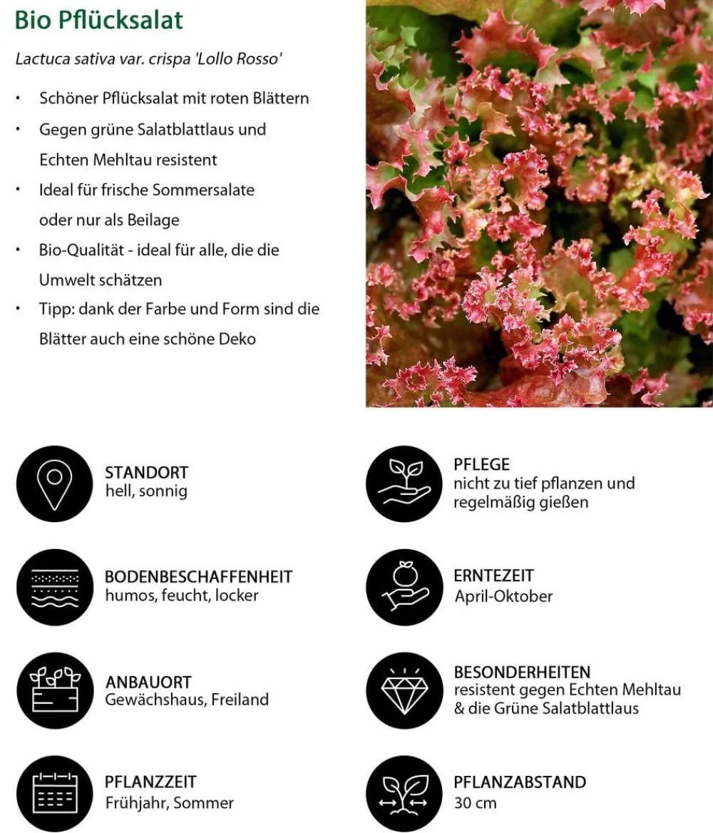 Dehner Bio Bio-Gemüsepflanzen|Kohl- & Salatpflanzen - Bio Pflücksalat 'Lollo Rosso', 6er Schale Rot