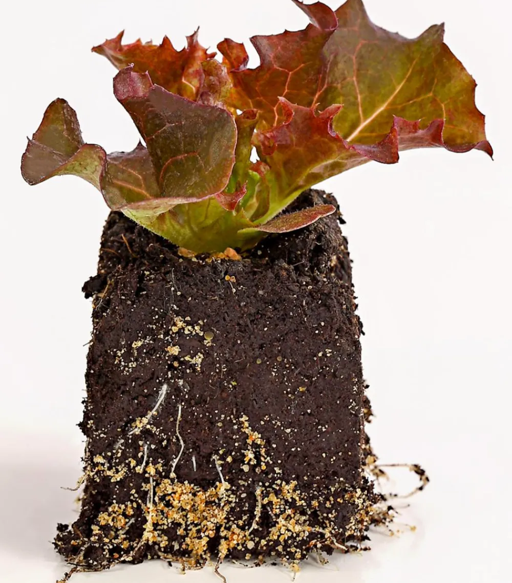 Dehner Bio Bio-Gemüsepflanzen|Kohl- & Salatpflanzen - Bio Pflücksalat 'Lollo Rosso', 6er Schale Rot