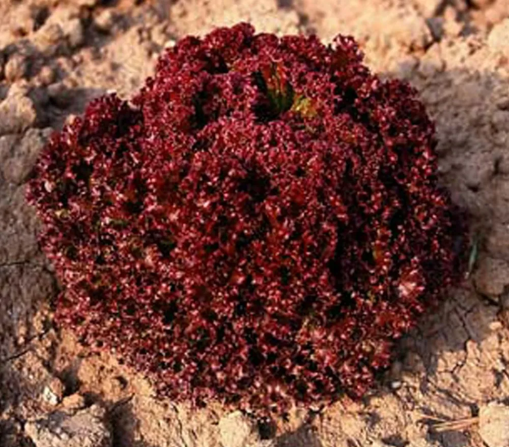 Dehner Bio Bio-Gemüsepflanzen|Kohl- & Salatpflanzen - Bio Pflücksalat 'Lollo Rosso', 6er Schale Rot