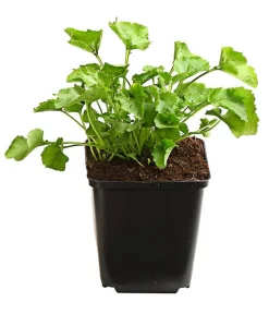Dehner Bio Bodendecker & Efeu|Bio Stauden - Bio Polster-Glockenblume Lila